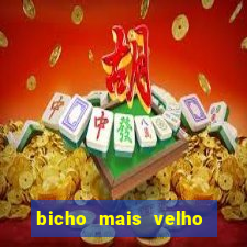 bicho mais velho da loteria dos sonhos