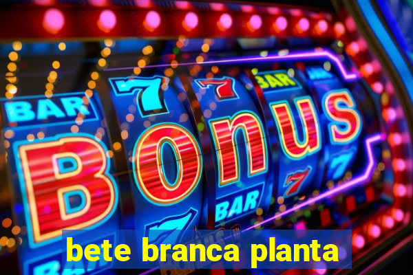 bete branca planta