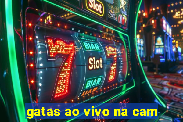 gatas ao vivo na cam