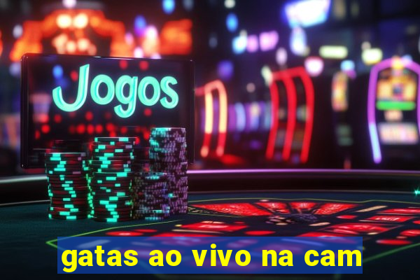 gatas ao vivo na cam
