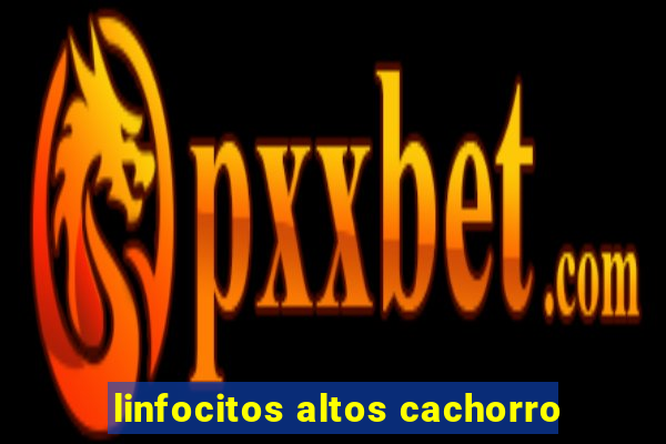 linfocitos altos cachorro