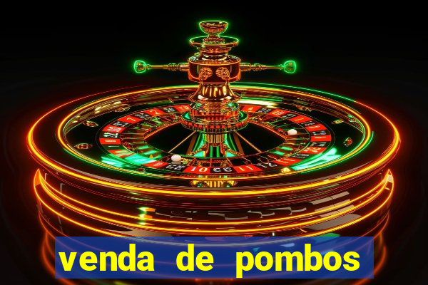 venda de pombos correios olx