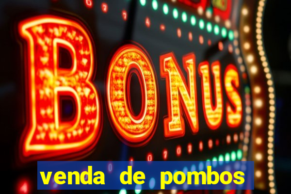 venda de pombos correios olx