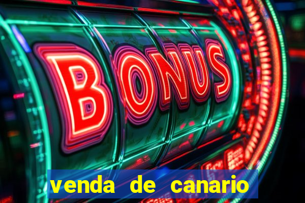 venda de canario belga bahia