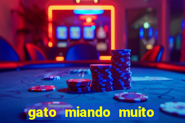 gato miando muito a noite o que fazer