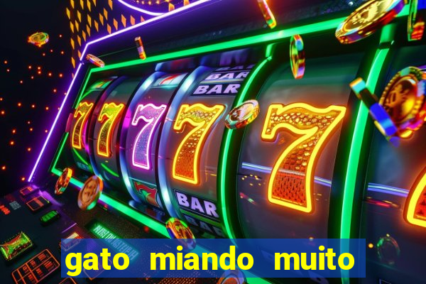 gato miando muito a noite o que fazer