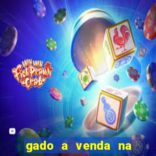 gado a venda na bahia olx