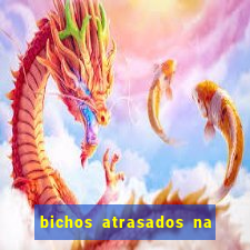 bichos atrasados na loteria federal