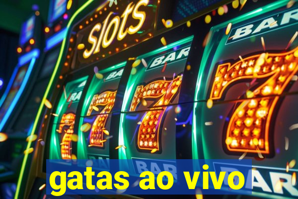 gatas ao vivo