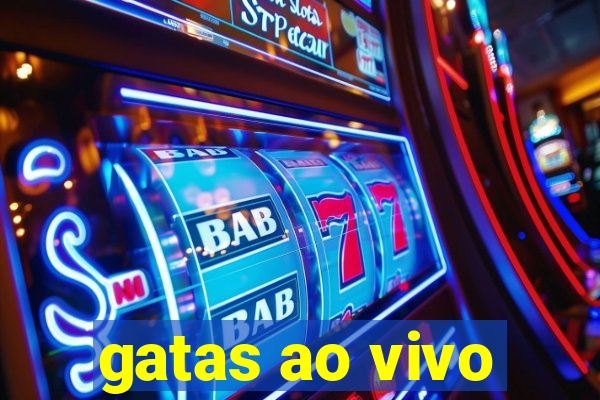 gatas ao vivo