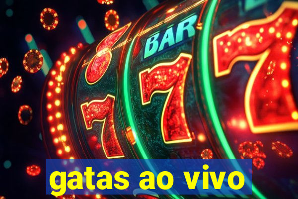 gatas ao vivo