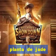 planta de jade significado espiritual