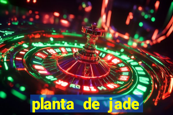 planta de jade significado espiritual