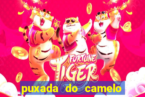 puxada do camelo jogo do bicho