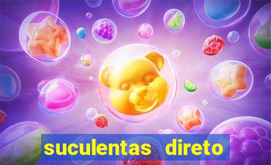 suculentas direto do produtor rs