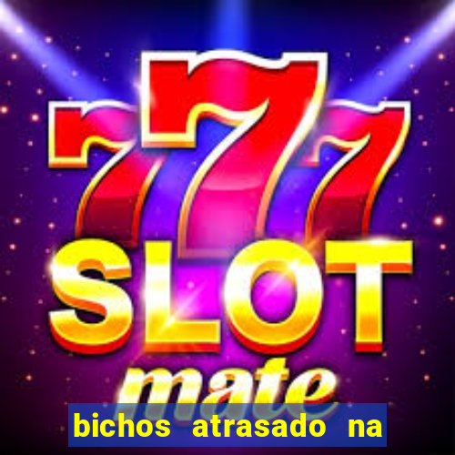 bichos atrasado na loteria dos sonhos