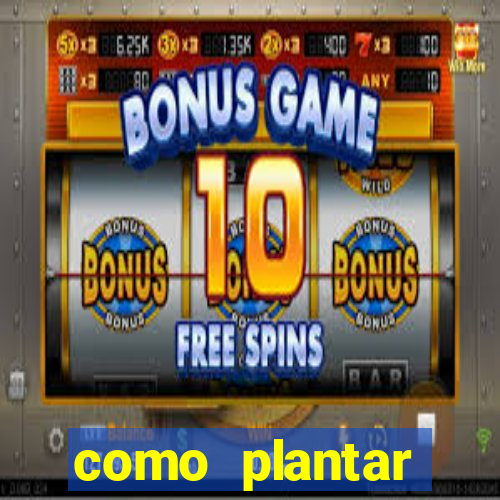 como plantar gergelim no vaso
