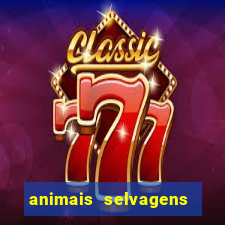 animais selvagens fotos e nomes