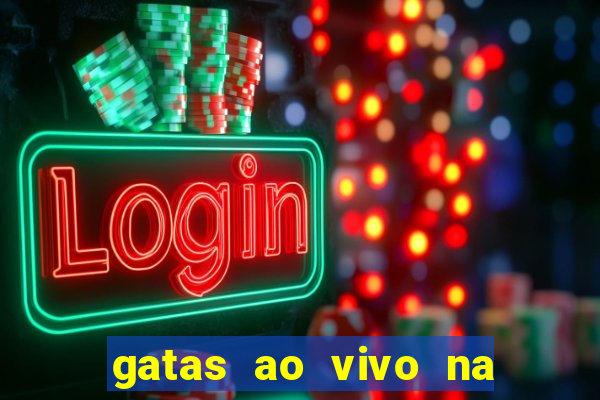 gatas ao vivo na web cam